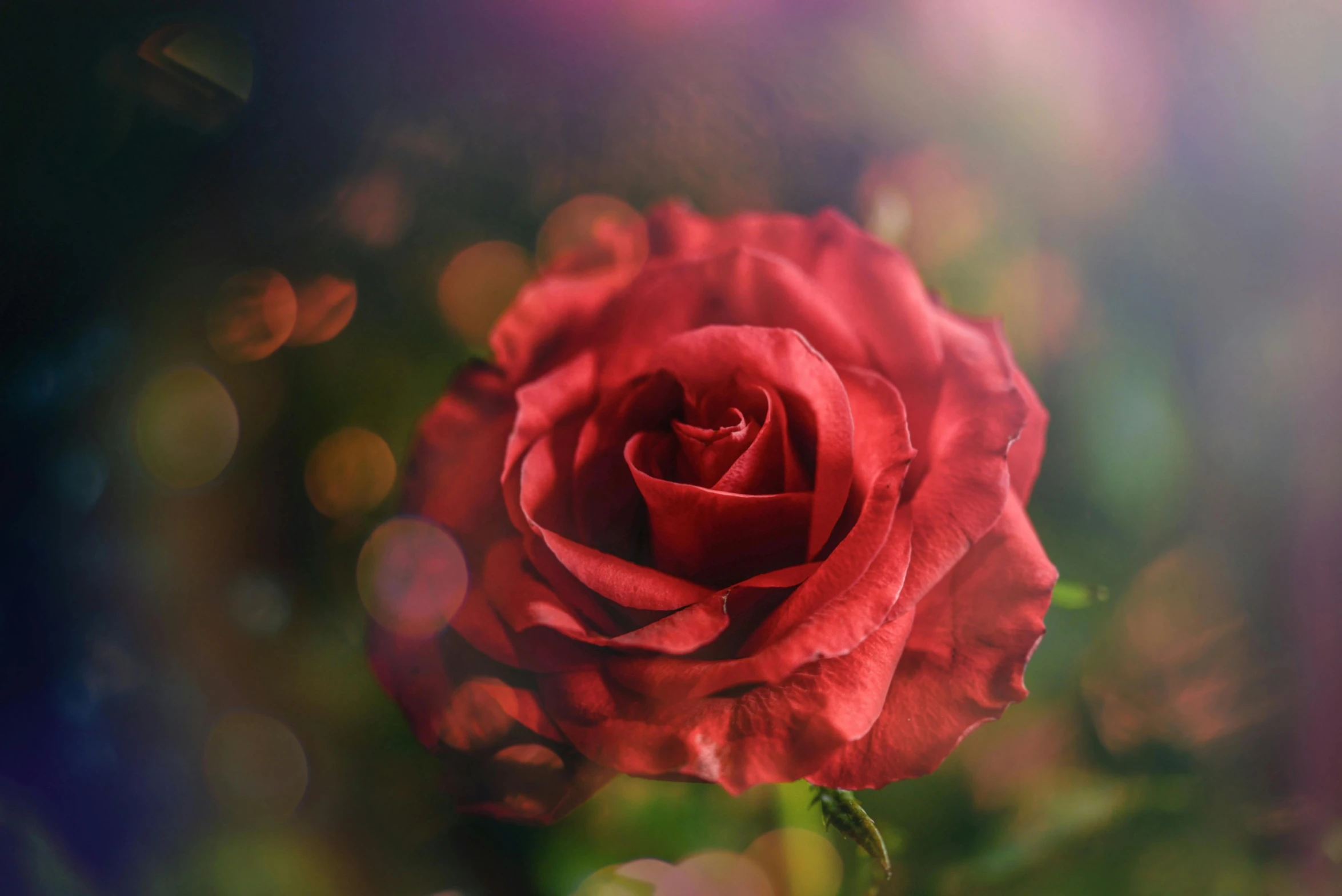 a red rose sitting on top of a lush green field, paul barson, rose pink lighting, bokeh photograph, crimson