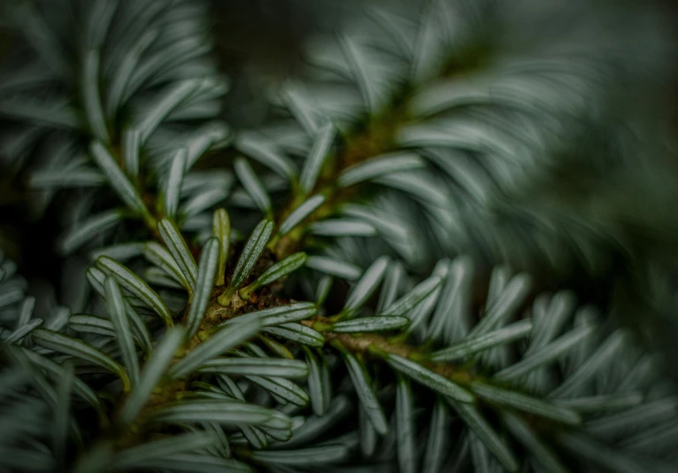 a close up of a pine tree branch, pexels contest winner, grey, paul barson, full frame image, green plant