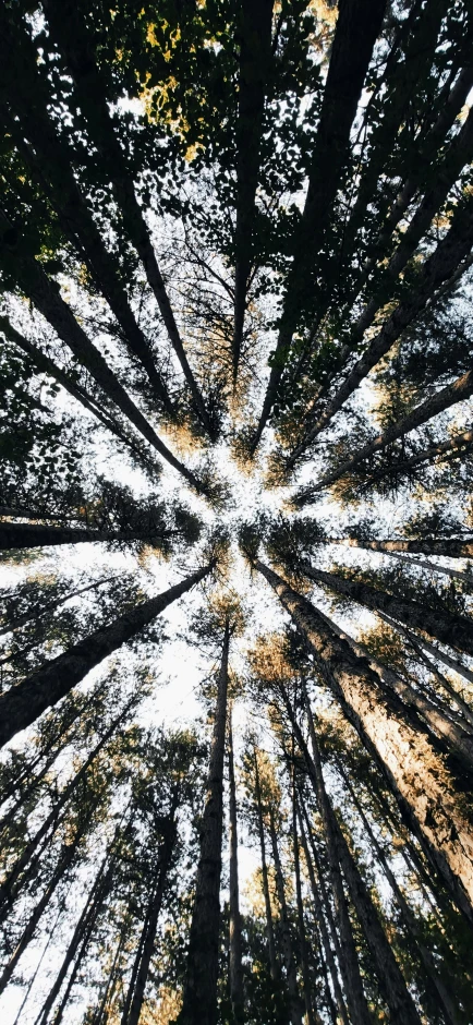 a forest filled with lots of tall trees, by Sven Erixson, unsplash, land art, viewed from below, ((trees)), andrei riabovitchev symmetrical, extreme panoramic