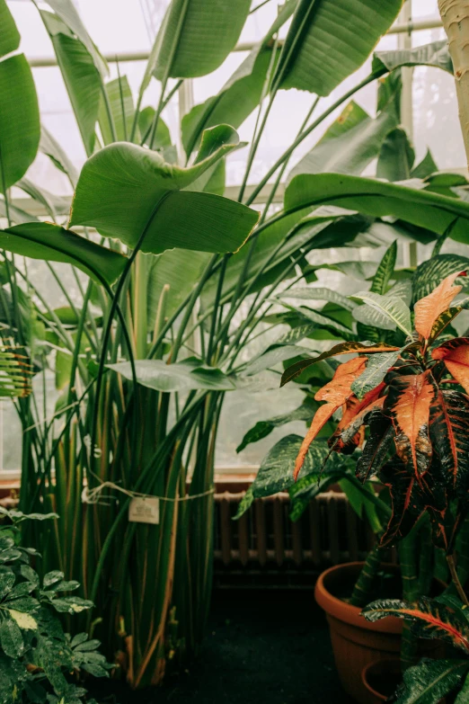 a room filled with lots of different types of plants, inspired by Elsa Bleda, trending on unsplash, art nouveau, banana trees, zoomed out view, orange plants, botanic garden