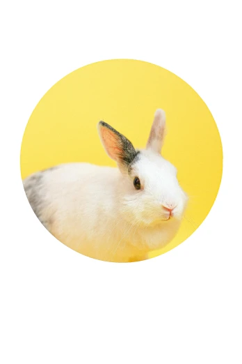 a white rabbit sitting in front of a yellow circle, trending on unsplash, adoptables, with shiny skin, product introduction photo, rounded corners