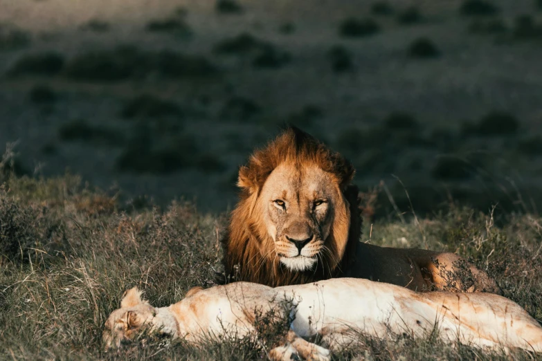 a couple of lions laying on top of a grass covered field