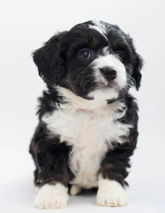 a black and white puppy sitting on a white surface, lgbtq, multiple stories, trending photo
