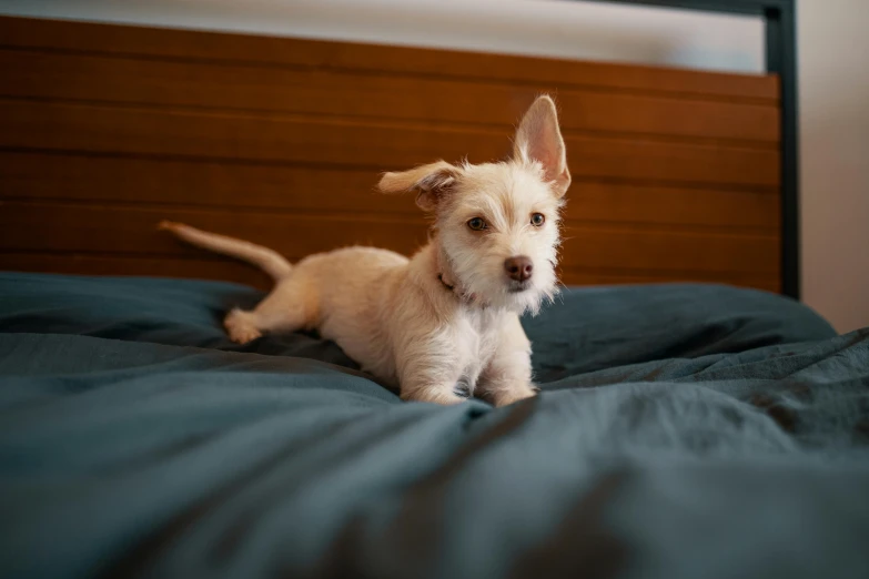 a small white dog laying on top of a bed, by Peter Churcher, trending on reddit, hatched pointed ears, taken with sony alpha 9, brown, [ cinematic