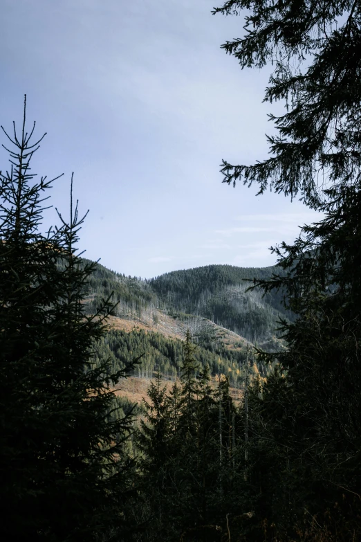 a forest filled with lots of trees under a blue sky, by Tobias Stimmer, unsplash contest winner, les nabis, black fir, hills in the background, view from inside, taken in the late 2000s