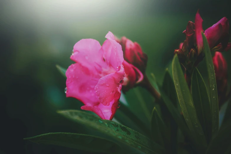 a pink flower with water droplets on it, unsplash, romanticism, shot on sony a 7, gloomy weather, instagram picture, green and pink