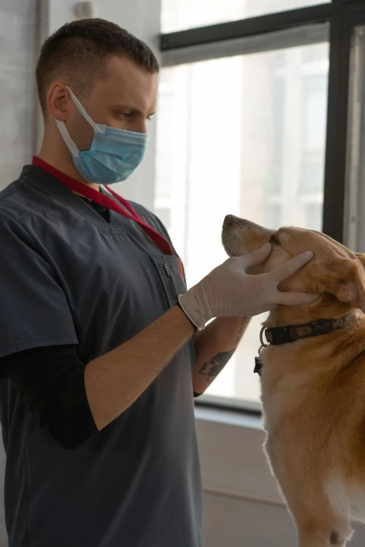 a man wearing a face mask petting a dog, by Bernie D’Andrea, surgery, nyc, no cropping, subject: dog