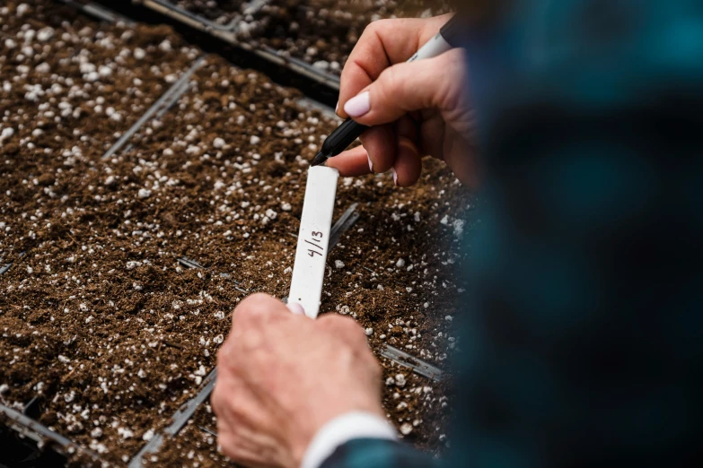 a person using a ruler to measure soil, by Daniel Lieske, seeds, trimmed with a white stripe, thumbnail, detail shot