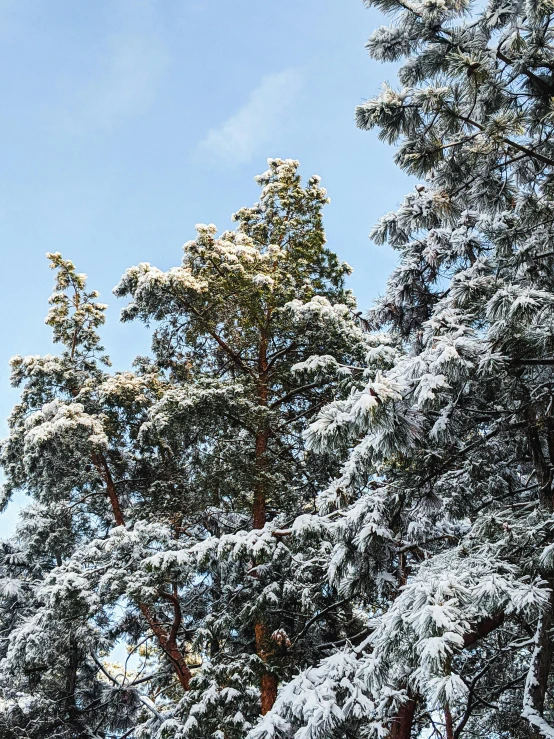 a man flying through the air while riding a snowboard, a photo, inspired by Ivan Shishkin, hurufiyya, tall pine trees, cold as ice! 🧊, slide show, espoo