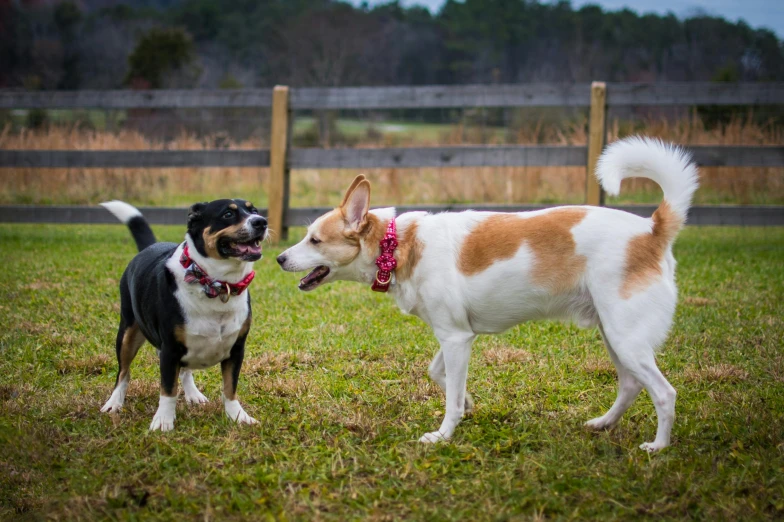 a couple of dogs standing on top of a lush green field, breed corgi and doodle mix, 2019 trending photo, facing off in a duel, shiba inu