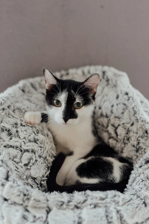 a black and white cat laying in a cat bed, trending on unsplash, shrugging, petite, grey, young male