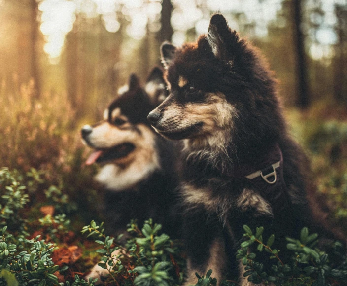 two dogs sitting next to each other in the woods, a picture, by Emma Andijewska, pexels contest winner, two finnish lapphunds, golden hour cinematic, youtube thumbnail, astri lohne