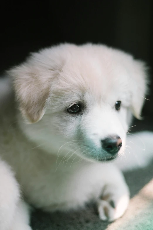 a small white dog laying on top of a blanket, by Adam Marczyński, renaissance, fluffy face, blurry and sharp focus, maternal, university