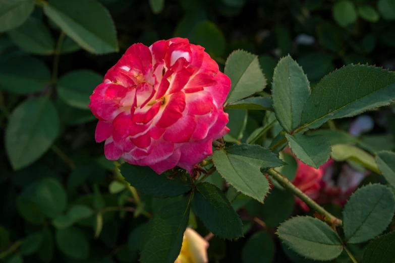 a close up of a pink rose with green leaves, unsplash, red and white flowers, paul barson, high-resolution photo, no cropping