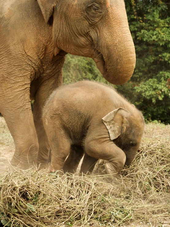 a baby elephant standing next to an adult elephant, trending on unsplash, sumatraism, slide show, bending over, on ground, intricate ”