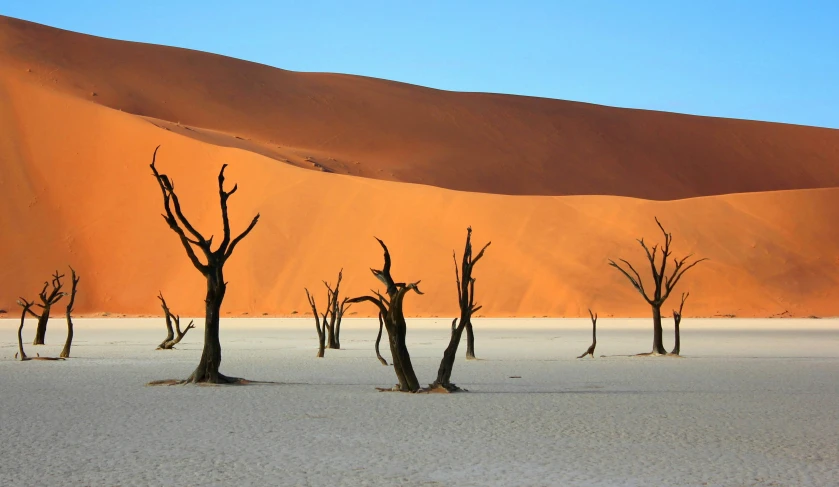 a group of dead trees in the middle of a desert, inspired by Scarlett Hooft Graafland, pexels contest winner, victorian arcs of sand, huge tree trunks, africa, group of seven