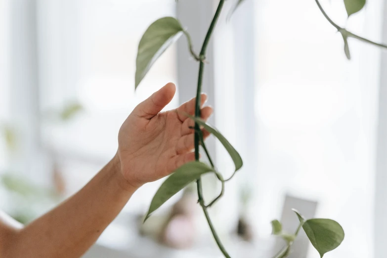 a close up of a person holding a plant, trending on pexels, tangled vines, arched back, two hang, curved