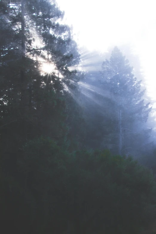 the sun shines through the trees on a foggy day, black fir, ((forest)), light coming from windows, evenly lit