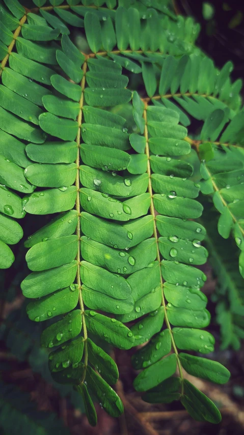 a close up of a leaf with water droplets on it, an album cover, unsplash, tree ferns, thumbnail, sustainable materials, no cropping