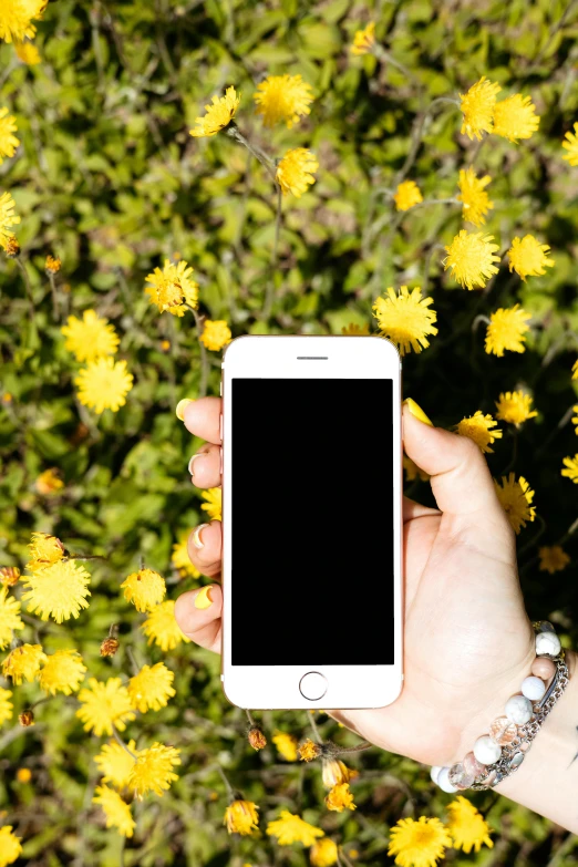 a person holding a cell phone in front of a field of yellow flowers, pexels, with apple, curated collections, with a white, iphone wallpaper