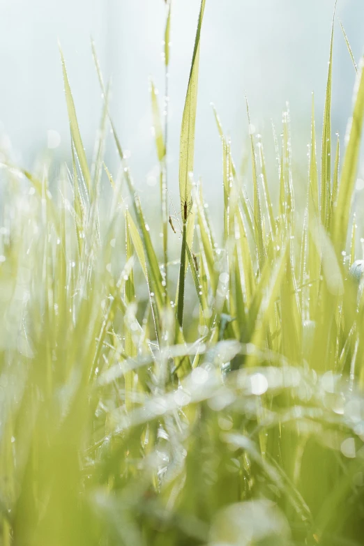 a close up of some grass with water droplets, unsplash, conceptual art, multiple stories, light haze, high quality image”