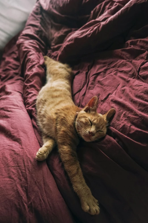 an orange cat laying on top of a bed, by Elsa Bleda, unsplash contest winner, renaissance, crimson, large comfy bed, instagram picture, doing a sassy pose