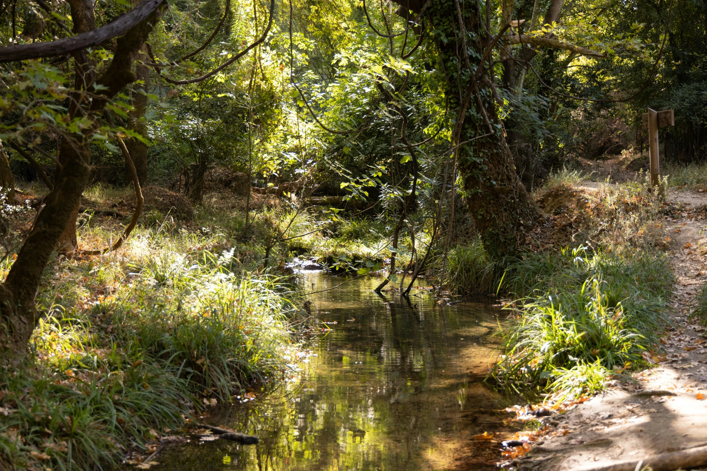 a stream running through a lush green forest, inspired by Frederick McCubbin, unsplash, reflections. shady, malibu canyon, sydney park, biodiversity all round