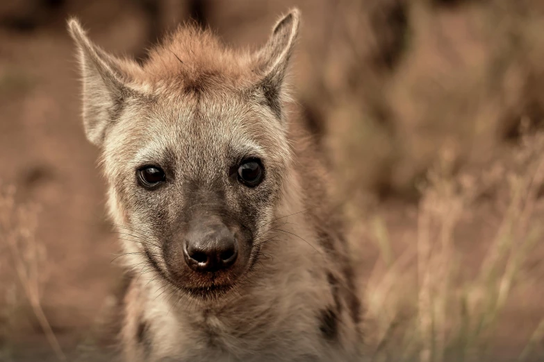 a close up of a hyena looking at the camera, pexels contest winner, hatched pointed ears, australian, cinematic. ”, amanda lilleston