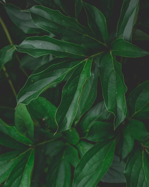 a close up of a plant with green leaves, an album cover, trending on unsplash, hurufiyya, lush rain forest, multiple stories, alessio albi, extremely high resolution