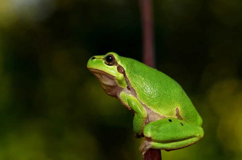 a green frog sitting on top of a plant, a portrait, trending on pexels, renaissance, sitting on a tree, paul barson, olive, panels