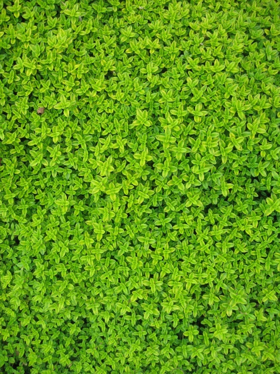 a close up of a bunch of green plants, by Carey Morris, pexels, textured like a carpet, assam tea garden background, green square, very tiny