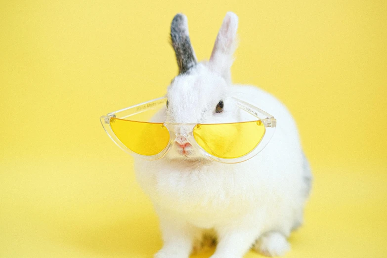 a white rabbit wearing sunglasses on a yellow background, trending on unsplash, transparent glasses, 🍸🍋, shiny white skin, instagram picture