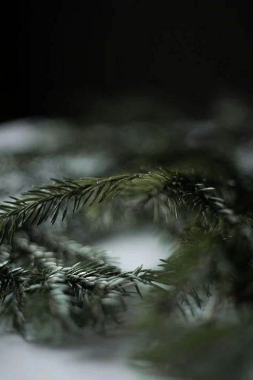 a close up of a pine branch in the snow, inspired by Elsa Bleda, unsplash, photography of todd hido, medium format. soft light, black and green, alessio albi