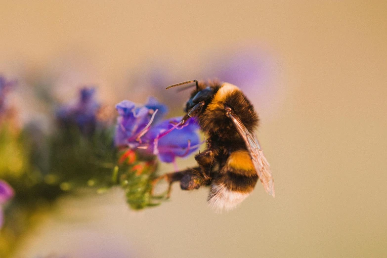 a bee sitting on top of a purple flower, by Niko Henrichon, unsplash, 🦩🪐🐞👩🏻🦳, close up food photography, based on bumblebee, canvas