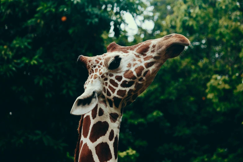 a close up of a giraffe's head with trees in the background, pexels contest winner, trending on vsco, 🦩🪐🐞👩🏻🦳, regal pose, tall thin