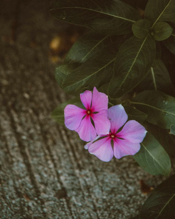 a couple of pink flowers sitting on top of a cement ground, a macro photograph, unsplash, made of flowers and leaves, background image, instagram photo, lo - fi colors