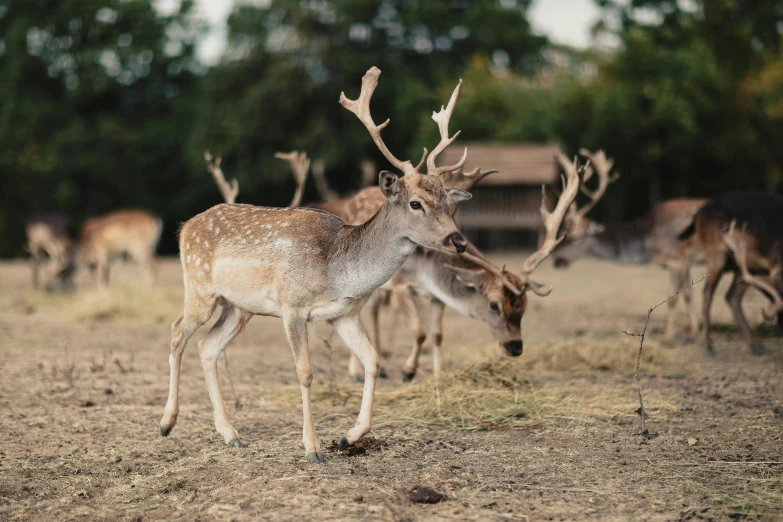 a herd of deer standing on top of a dry grass covered field, parks and gardens, instagram post, cinematic shot ar 9:16 -n 6 -g, high-quality photo