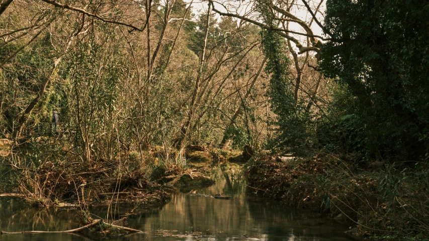 a river running through a forest filled with lots of trees, by Elsa Bleda, unsplash, australian tonalism, medium format. soft light, river stour in canterbury, 2000s photo, urban surroundings