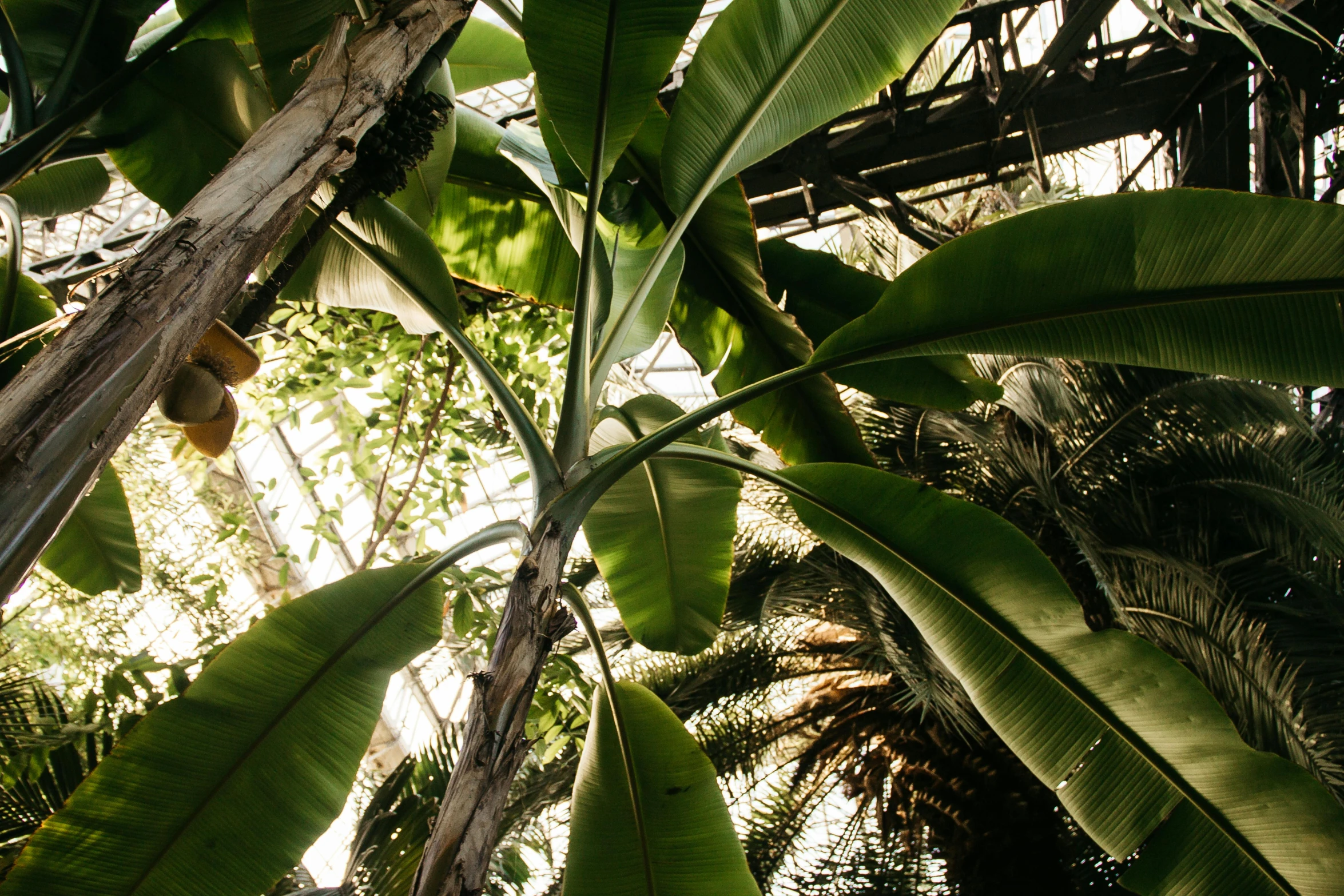 a banana tree with lots of green leaves, unsplash, biodome, multiple stories, canopy, fan favorite