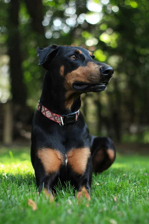 a black and brown dog sitting on top of a lush green field, wearing collar, ready to model, instagram post, rectangle