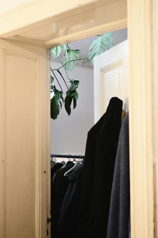 a closet filled with lots of clothes and a potted plant, a photo, by Nina Hamnett, purism, branching hallways, middle close up, greenery, doorway