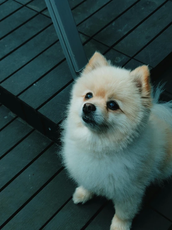 a small white dog sitting on top of a wooden floor, by Niko Henrichon, trending on unsplash, renaissance, pomeranian, low quality photo, multiple stories, an indifferent face