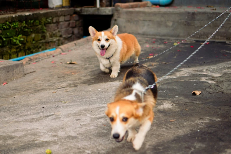 a couple of dogs that are on a leash, pexels contest winner, corgi, 8k 50mm iso 10, fan favorite, behind the scenes