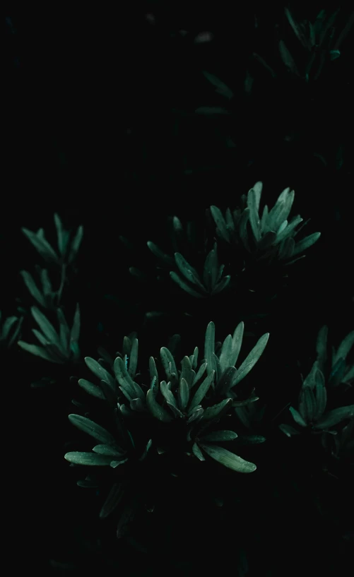 green leaves against a black background, an album cover, unsplash, 🌲🌌, nighttime, extremely grainy, instagram post