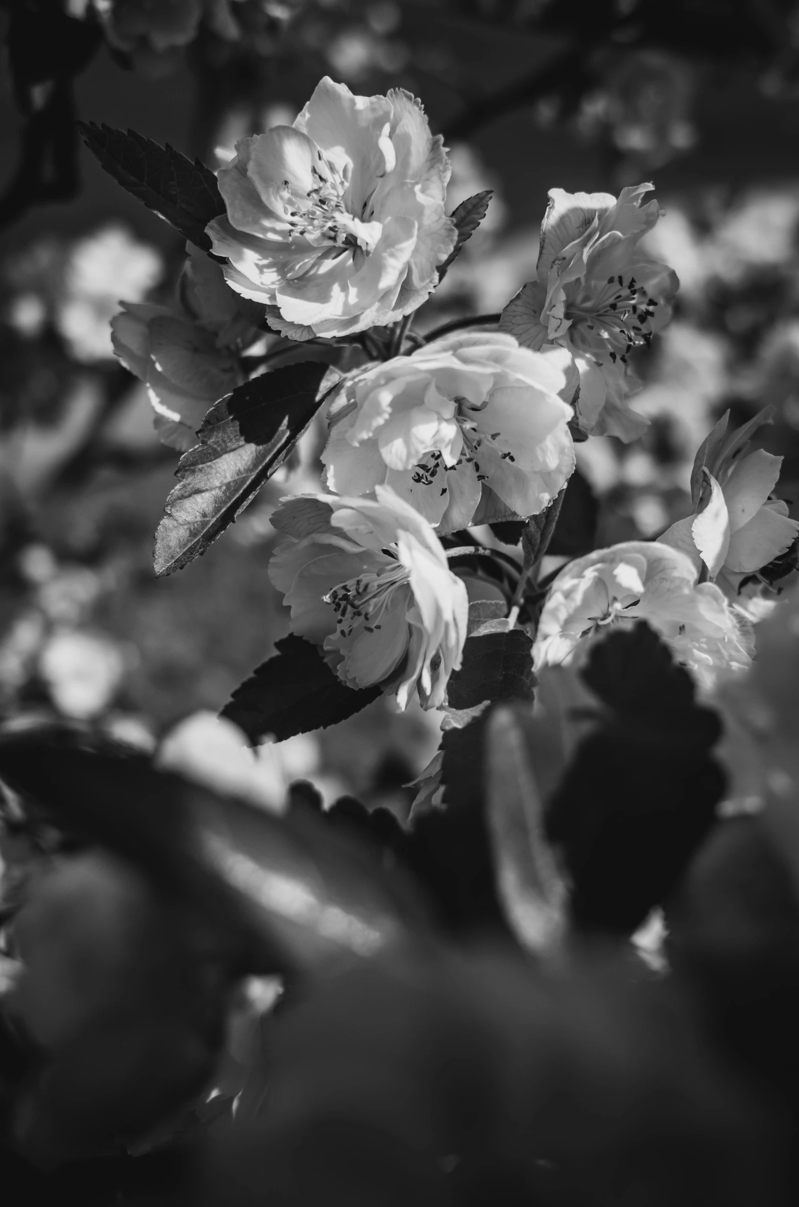 a black and white photo of some flowers, a black and white photo, inspired by Emil Fuchs, unsplash, romanticism, detailed medium format photo, spring light, rosses, ✨🕌🌙