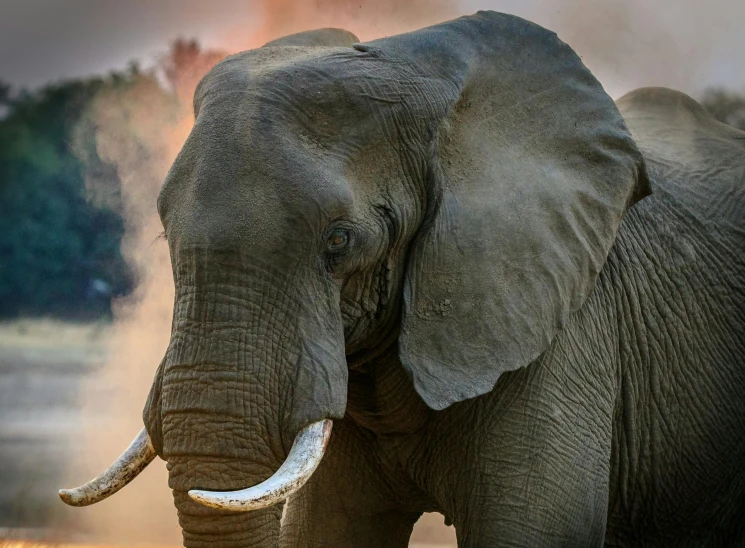 a large elephant standing next to a body of water, pexels contest winner, renaissance, dust around, hunting trophies, frontal close up, portrait of a big