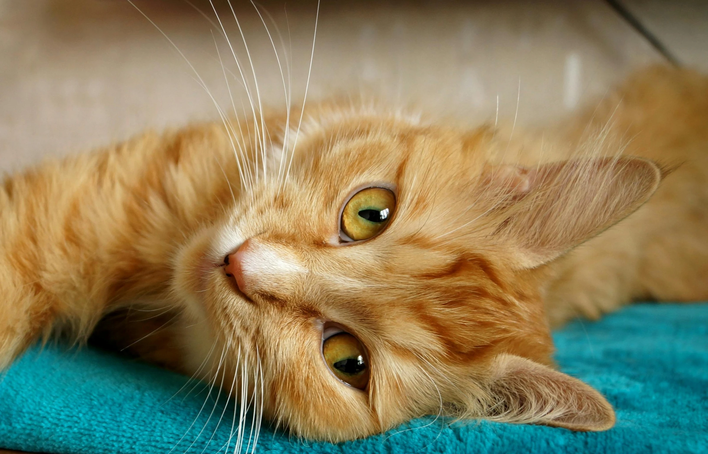 an orange cat laying on top of a blue towel, with stunning green eyes, teal and orange colours, getty images, mixed animal