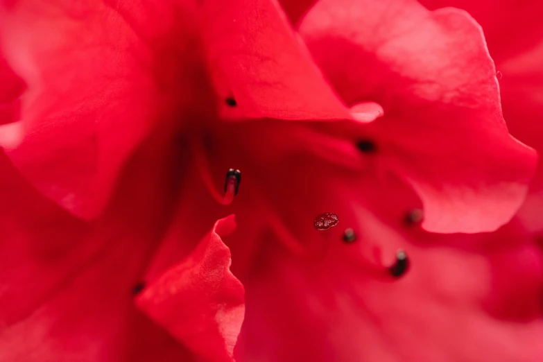 a close up view of a red flower, a macro photograph, by Joseph Werner, unsplash, minimalism, tiny insects, micro detail 4k, hibiscus, close up of iwakura lain