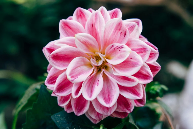 a close up of a pink and white flower, unsplash, dahlias, extremely polished, exterior shot, made of glazed