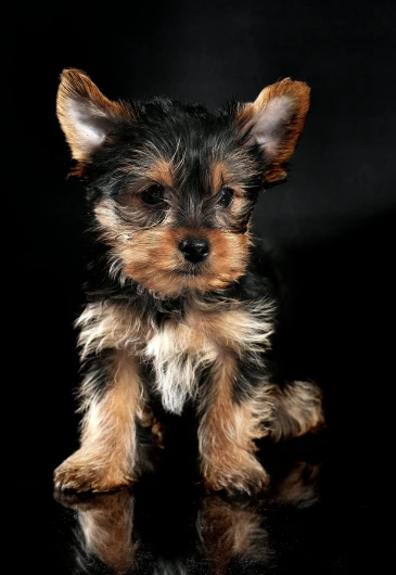 a small dog sitting on top of a black surface, by Peter Churcher, shutterstock contest winner, renaissance, puppies, square, yorkshire terrier, shiny crisp finish